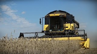 Żniwa 2015 - New Holland CX6080 / T7.185 / T6050