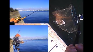 海釣り　Iチヌ　黒鯛　落とし込み釣り　磯の落とし込み釣り