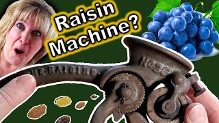 Making Raisins the 19th Century Way!