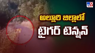 Tiger in Alluri District : అల్లూరి జిల్లాలో టైగర్ టెన్షన్ - TV9