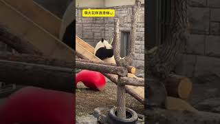 萌大花式滑滑梯 #panda #大熊猫 #一方水土养一方熊猫 #cute #熊