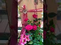 Приглашаю на Вдохновение 🥰 Садовый центр hedden ❤️🌷