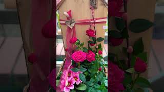 Приглашаю на Вдохновение 🥰 Садовый центр HEDDEN ❤️🌷