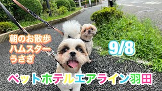 9/8 朝🌥ワンちゃんお散歩〜ドックラン〜 猫ちゃん〜キャットルームのご様子です♪羽田空港近くのペットホテルエアライン羽田にご宿泊中のペットちゃん達です♡無料送迎なので楽々チェックイン‼︎