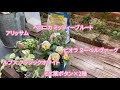 【花の寄せ植え】vol.3 2020 冬から春まで楽しめる花の寄せ植え