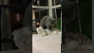 我真害怕灰猫把花猫肠子踩出来  英國短毛猫 美國短毛猫