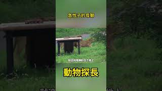 急性子的母獅#野生動物零距離 #動物世界 #獅子 #大貓