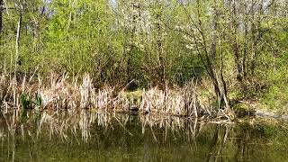 1 Minute Vogelgezwitscher in der Natur