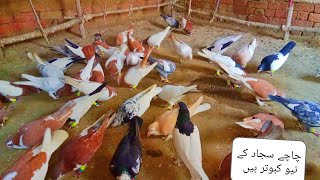 chacha sajjad ky new kabutar Vlog 241by chacha sajjad چاچا سجاد