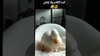 هههه بطه كيوت بوقت الحاجه غير 😅🦆