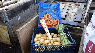 January Allotment Swift Potato Reveal ❄️ Compost Trial With Supersoil ❄️ January Vegetable Harvest