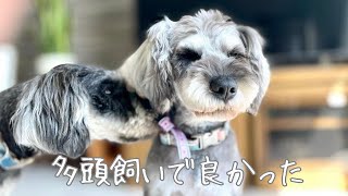 【シュナウザー】多頭飼いを考えている人だけ見てください🐶