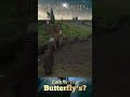 Hogwarts Legacy - Follow The Butterfly’s? #hogwartslegacy #hogwartslegacygameplay #hogwarts