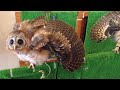 ふくろうの超驚きのポーズ！フクロウカフェ、ラッキーアウル owl cafe