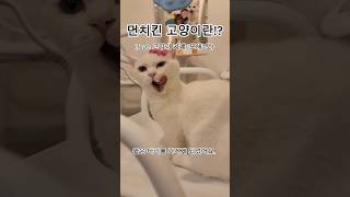 먼치킨고양이는 돌연변이였다!? #고양이 #cat #먼치킨 #猫 #ねこ