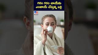 గరం గరం చాయ్‌ను ఎంజాయ్‌ చేస్తున్న బల్లి - TV9