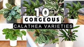 10 Gorgeous Calathea Varieties for Beginners