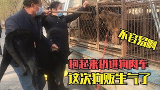 黑狼犬因吃太多被卖狗肉车，上车时狗贩拿着棍子戳，真的太狠了