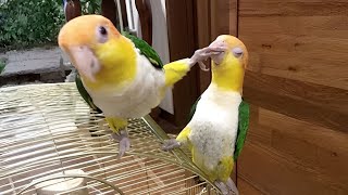The FUNNIEST Parrots 🤣 Best Compilation
