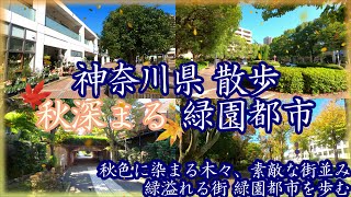 ( 4K )  神奈川県 散歩 秋深まる横浜市 緑園都市を歩く ~ 秋色に染まる木々と、素敵な街並みを見ながら街歩き ~