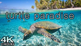 Turtle / Tortoise - A Funny Turtle And Cute Turtle Videos Compilation
