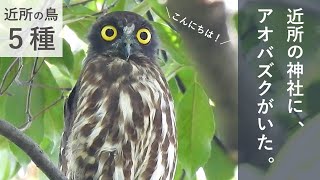 町中の神社でアオバズク発見！ / 近所の鳥５種《コンデジ野鳥観察日記#17》