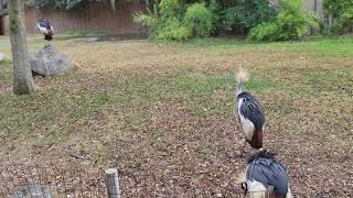 Gray Cranes at Zoo