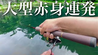 山奥の秘境の池には極上ブランドサーモンがウヨウヨ泳いでいる【エリアトラウト】【管理釣り場】