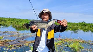 Giant Snakehead fishing at Tonlesab - ត្រីឌៀបនៅបឹងទន្លេសាបខែ១២