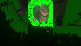 #spinningcat #oiacat #electronicmusic 🐈 😻 🐈‍⬛️ 😺 🐱 #cat #kitty #oiacat #oiiaoiia