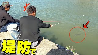 堤防で釣りしていたら大型魚が近付いてきて・・・！？