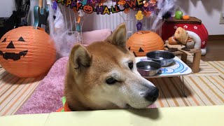 ハロウィンライブ🎃