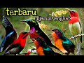 TERBARU DIJAMIN LENGKET SUARA PIKAT BURUNG KONIN RIBUT KOMBINASI BURUNG KECIL 100% AMPUH