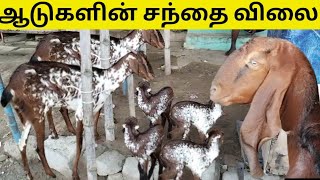 இந்த ஆடுகளின் சந்தை விலை -Goat market price.