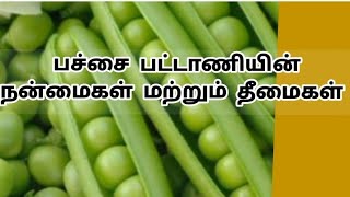 பச்சை பட்டாணி நன்மைகள் மற்றும் தீமைகள் | Green Peas Benefits in Tamil