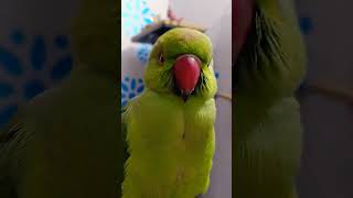 Kya hua #mittoo ko ksa batha hai #parrot #ringneckparrot #cutebird #shortsvideo