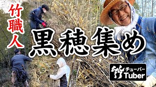 【竹虎】黒竹の竹林での黒穂集め 竹チューバー竹虎四代目の世界 Black bamboo