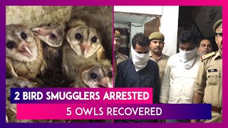 Ghaziabad: Two Bird Smugglers Arrested, Five Owls Recovered