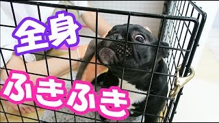 室内犬、散歩後の足ふきお手入れココはこうしてます