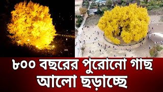 ৮০০ বছরের পুরোনো গাছ আলো ছড়াচ্ছে | Bangla News | Mytv News