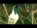 bare throated bellbird procnias nudicollis burung birds bird