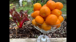 Meiwa Kumquat orange citrus tree?🍊