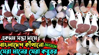 সস্তা দামে বাংলাদেশ কাঁপানো কবুতর কিনুন || ১০০% ডিম+বাচ্চা রানিং কবুতর || কমদামি ফেন্সি কবুতর বিক্রি