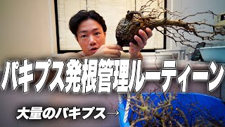 【植物沼】１週間で芽が出る！パキプスの発根管理を教えます。【オペルクリカリア パキプス】【観葉植物】