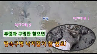 낙지구멍과 숨구멍 찾는 방법부터 땅속 구멍에 낙지포착까지 자세히 보여드려요! #낙지숨구멍 부릇 부럿찾기