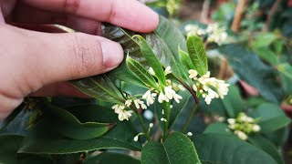 冬季养桂花，做好了这5点，1月份花开爆盆