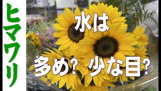 【ヒマワリ】水揚げは?    「お花屋」 と言うか 「仲卸」です。  花を必要とするすべての方どうぞお越しください。