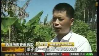 海南香蕉兩毛一斤 蕉農八成虧損