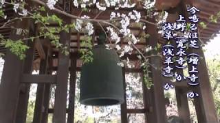 増上寺の桜