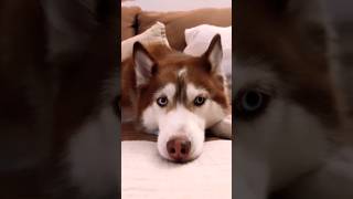 !! wait for end !!  before to after..........  husky puppy dog status short 🥰 #............ you